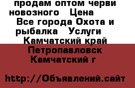 продам оптом черви новозного › Цена ­ 600 - Все города Охота и рыбалка » Услуги   . Камчатский край,Петропавловск-Камчатский г.